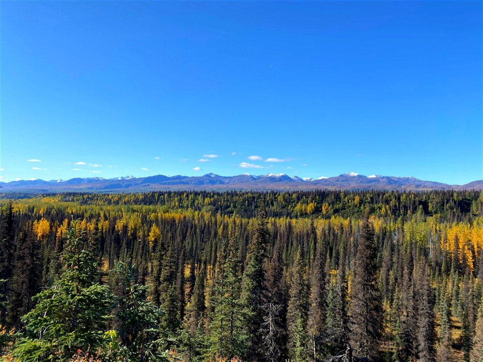 Spruce-beetle-mortality-2020-TrappersCk-Alaska-SydneyBrannoch-02