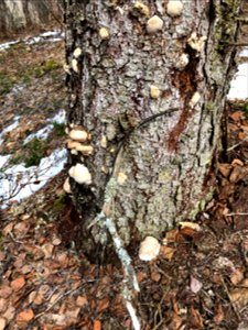 Red-belt-Fomitopsis-pinicola-Parks-Hwy-N-of-Susitna-River-Alaska-1