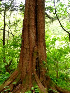 Hemlock-fluting-Tongass-1 photo