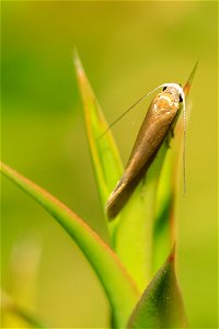 moth - Oecophoridae sp. 1