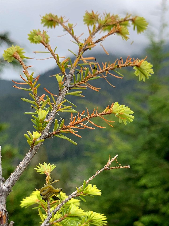 Hemlock-sawfly-feeding-damage-Tongass-1