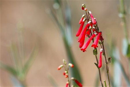 scarlet bugler