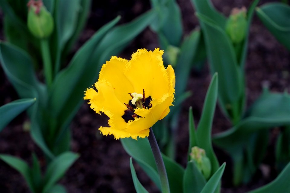 Ottawa Tulip Festival, Yellow Tulip Blossom photo