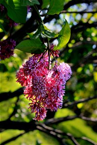 Tree Flower, Bubble Gum Red photo