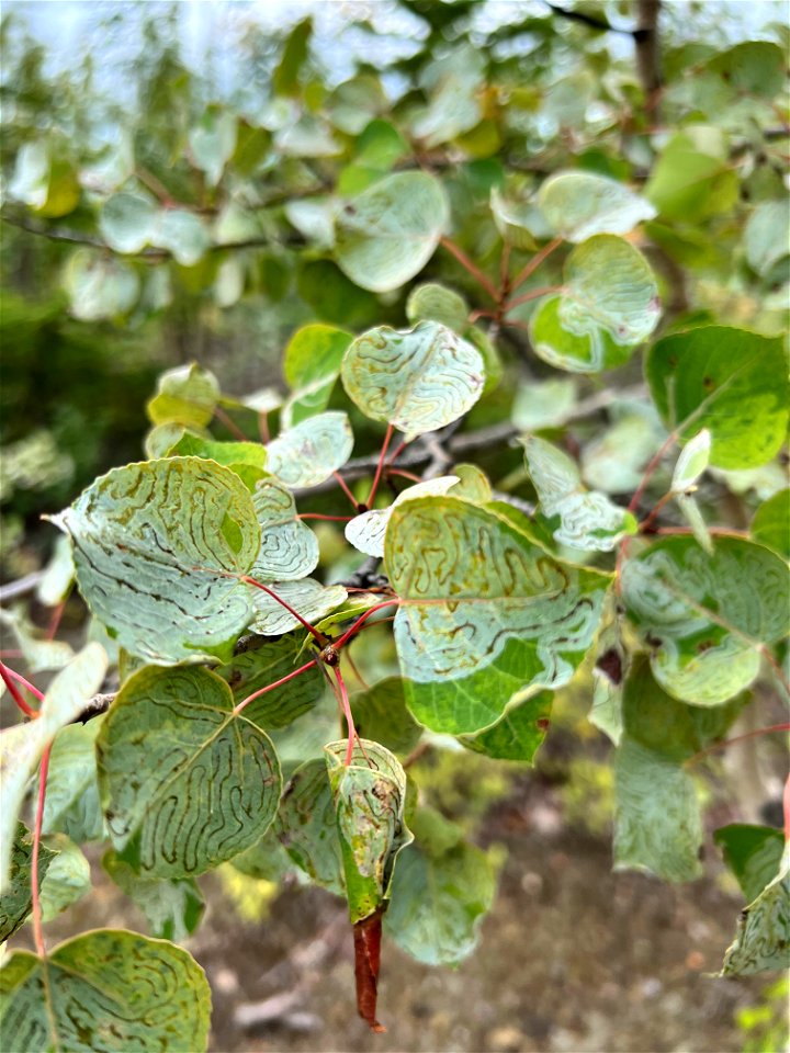 Heavy-aspen-leafminer-damage-in-aspen-sapling-Alaska