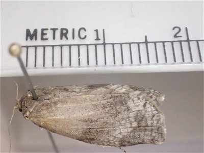 Large-aspen-tortrix-adult-pinned-Alaska
