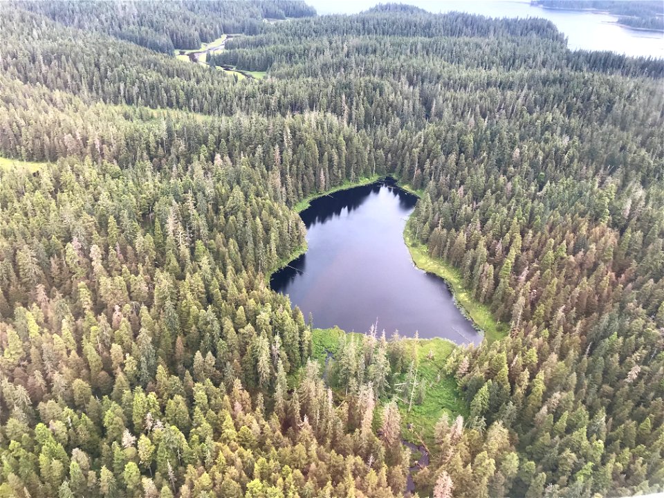 Western-blackheaded-budworm-damage-ADS-2021-Tongass-5
