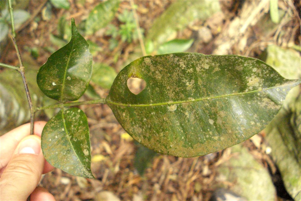 Swartzia simplex var. grandiflora (Raddi) R.S.Cowan