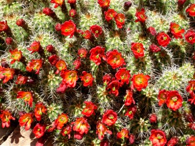 CactusBlooms-Unknown-001 photo