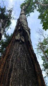 Aspen-target-canker-2018-StandardCreekRd-Alaska-1