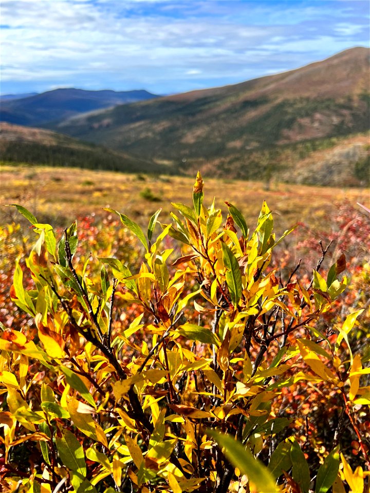 Willow-leafblotch-miner-damage-Alaska