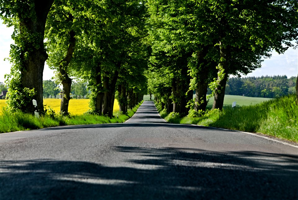 Allee NP Uckermärkische Seen 22