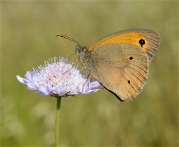 Meadow Brown photo
