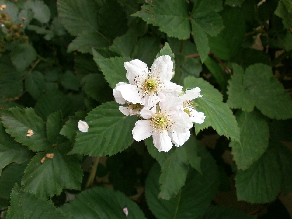 White flowers rosaceae genus rubus