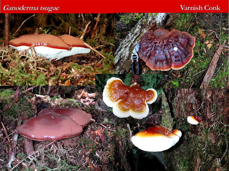 Ganoderma-tsugae-identification-aid-Alaska