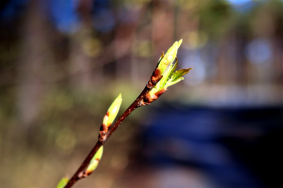 Nature springing into life