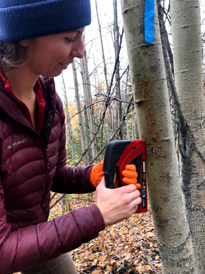 Aspen-running-canker-inoculation-Dana-Brennan-Alaska