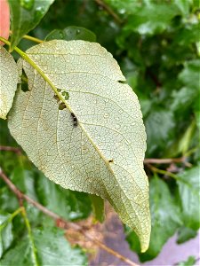 Rusty-Tussock-Moth-on-balsam-poplar-DenaliSP-June2021-Alaska-2