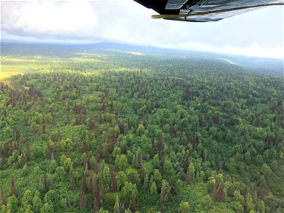 Spruce-beetle-Susitna-Valley-2018-Alaska