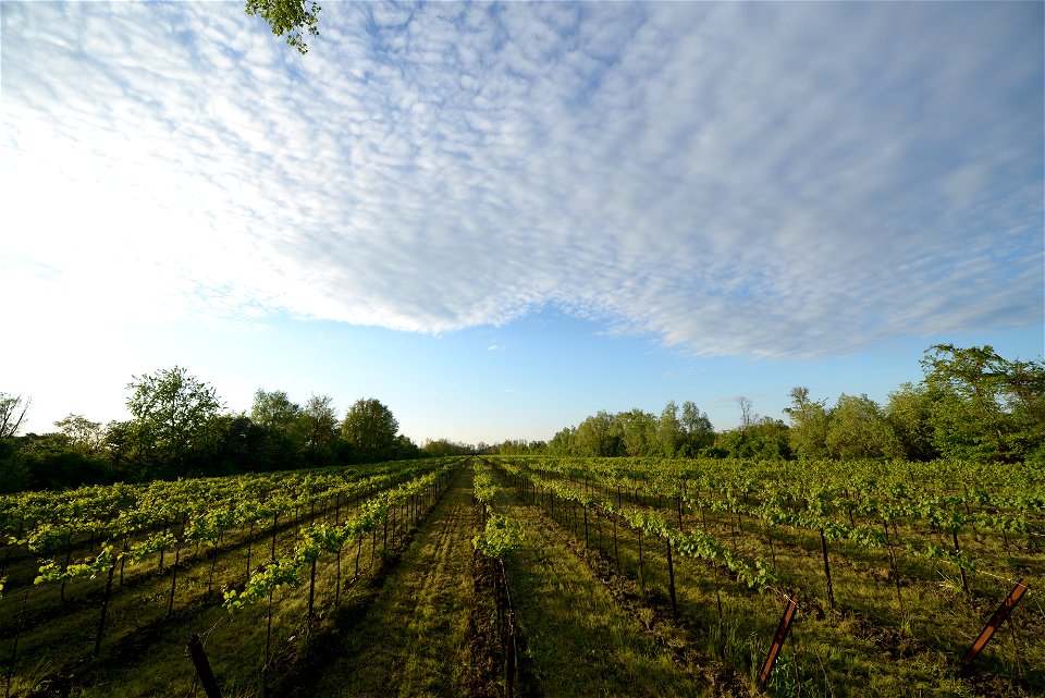I vigneti | Lorenzo Fidora Tenuta Civranetta_Cona