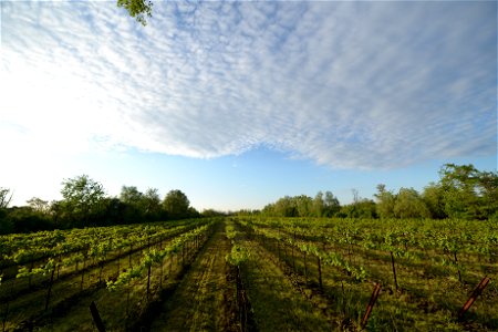 I vigneti | Lorenzo Fidora Tenuta Civranetta_Cona