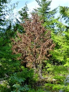 Young-growth-yellow-cedar-decline-Tongass-7