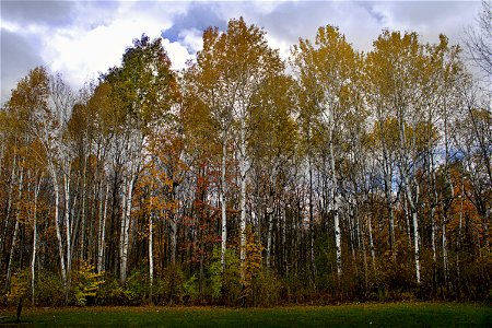 Autumn Colours, White Birch Forest photo