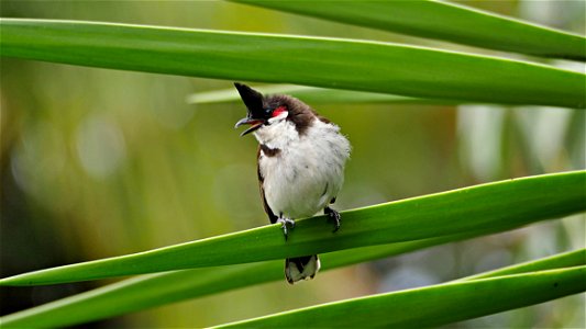 Bulbul (La Réunion)