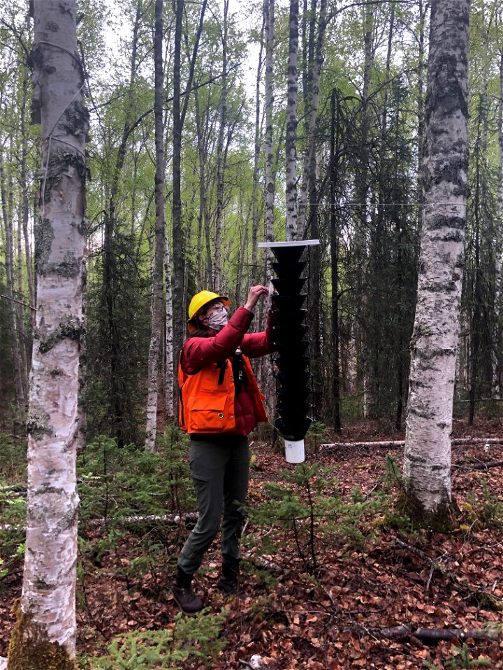 Alex-spruce-beetle-trapping-during-pandemic-May2020-Alaska