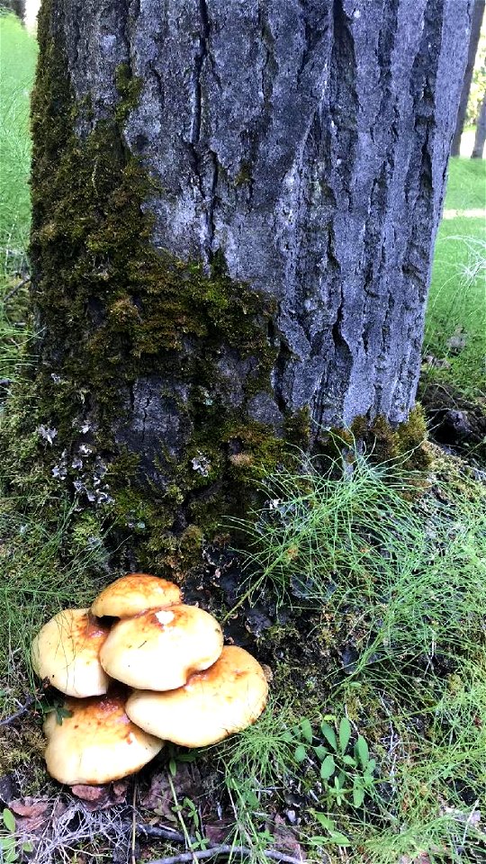 Pholiota-on-aspen-near-Fairbanks-Alaska