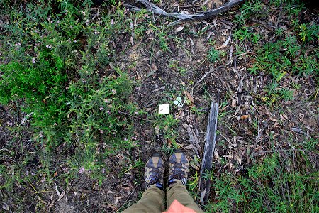 Site 2 Ground photo 6