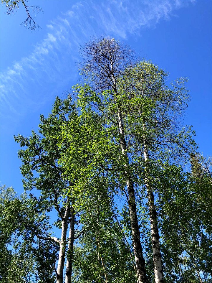 Birch-leafroller-thin-crowns-2021-Alaska