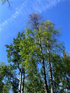 Birch-leafroller-thin-crowns-2021-Alaska