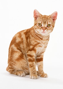 Red little cat on the isolated background