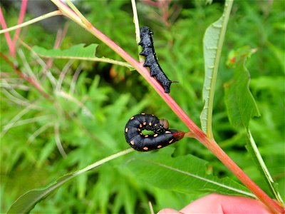 Fireweed-hornworm-larvae-Tongass
