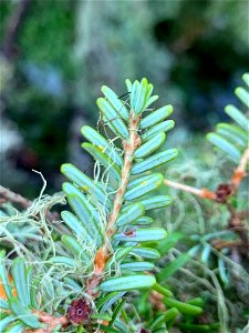 Western-blackheaded-budworm-eggs-2021-Tongass-4