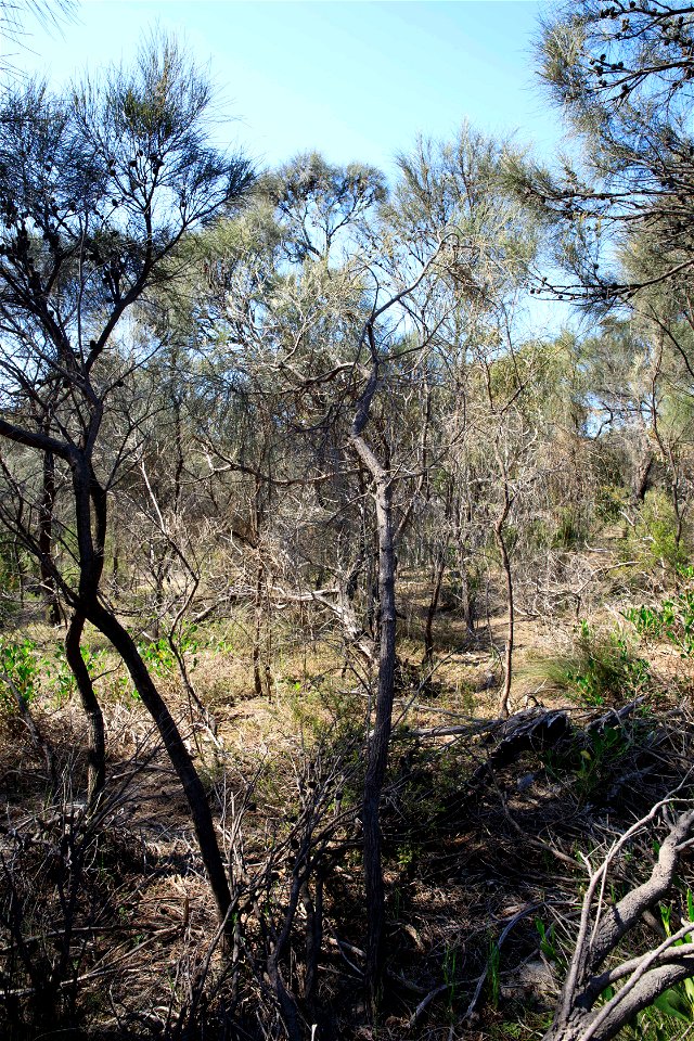 2022 site 1, SE cnr, tree 2