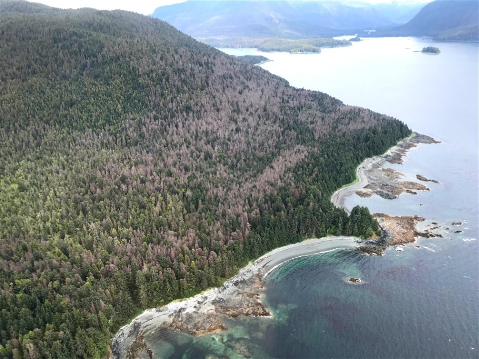 Hemlock-sawfly-defoliation-aerial-detection-survey-Tongass-4