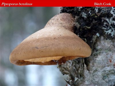 Fomitopsis-betulina-identification-aid-Alaska photo