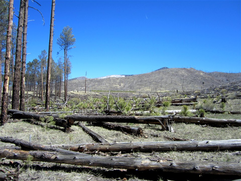PonderosaRegeneration-Arizona-001