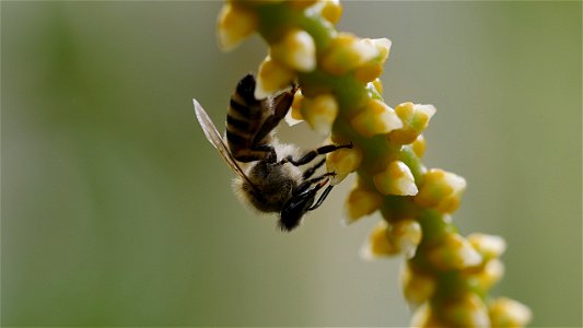 Abeille sur un palmier