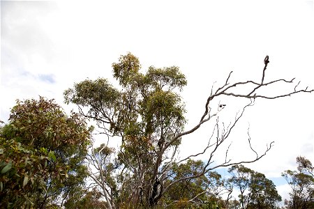 Tree 3 SE cnr - canopy