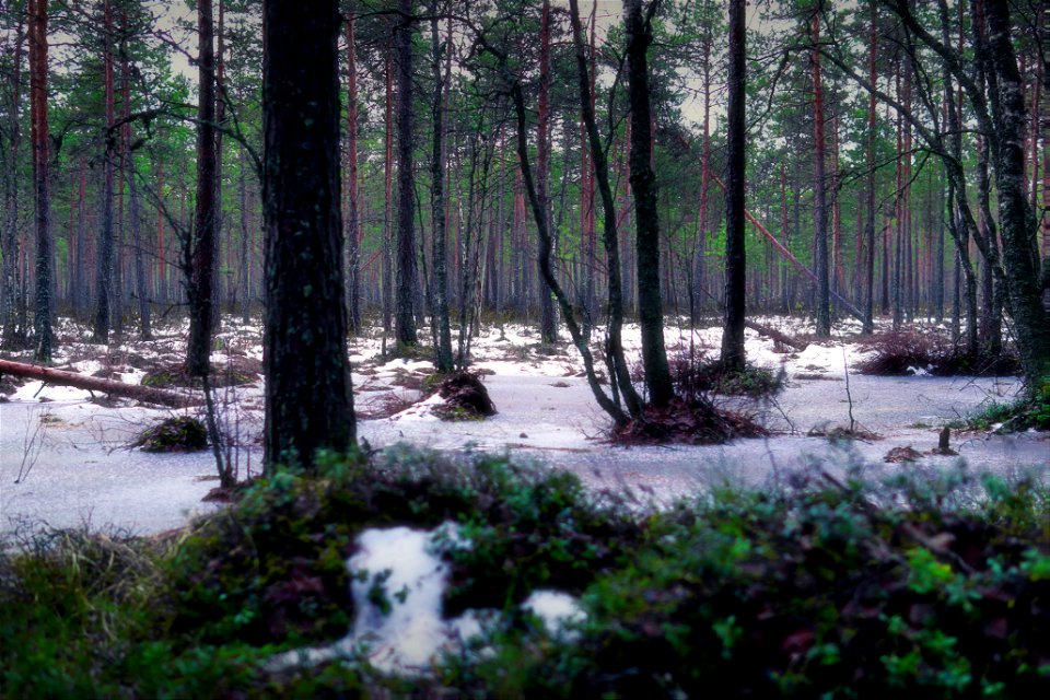 On the edge of the bog