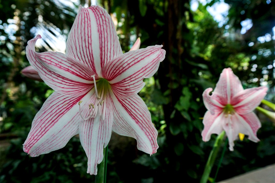 Amaryllis Belladonna at the U.S. Botanic Garden