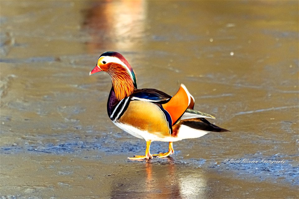 male mandarin