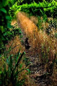 Animali, biodiversità, nella Tenuta Civranetta | Lorenzo Fidora azienda agricola