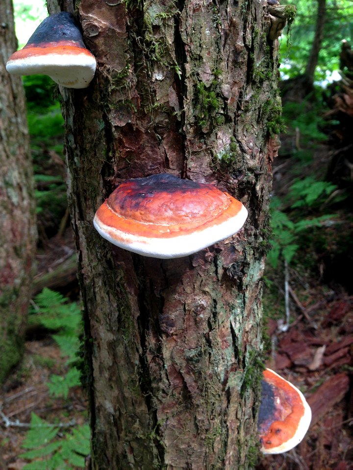 Fomitopsis-pinicola-mounceae-conks-Alaska-5
