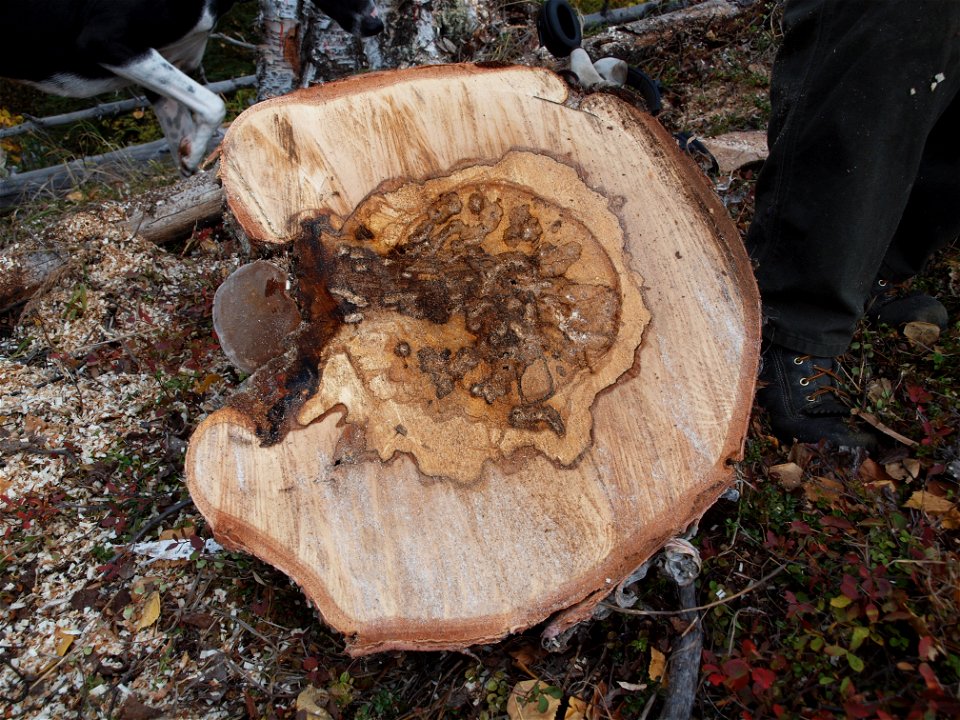 Phellinus-igniarius-conk-decay-birch-Alaska