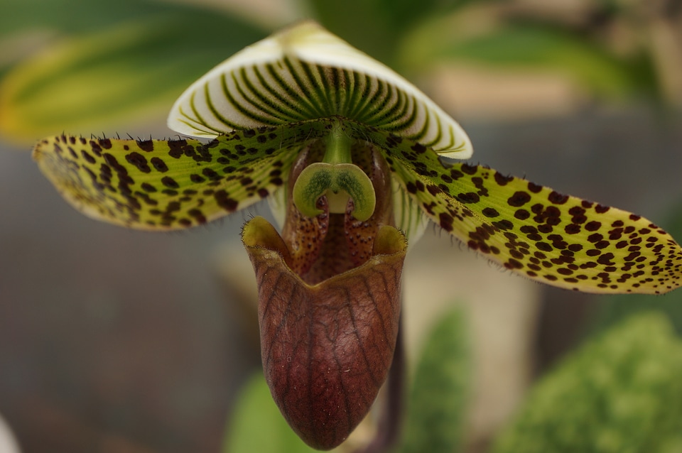 Close up of lady's slipper orchid Paphiopedilum