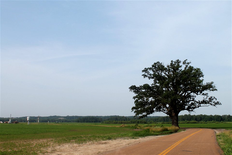 McBaine Bur Oak